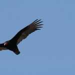 Turkey Vulture Soaring over Hitchcock Nature Center